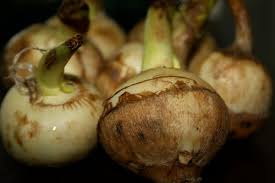 Attēlu rezultāti vaicājumam “Sagittaria sagittifolia fruit”