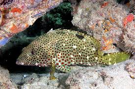 Image result for Epinephelus adscensionis