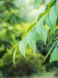 Attēlu rezultāti vaicājumam “Juglans mandshurica leaf”