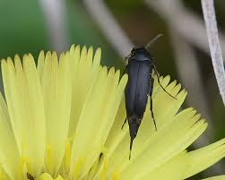 Attēlu rezultāti vaicājumam “Mordella sp.”