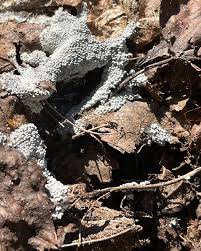 Attēlu rezultāti vaicājumam “Diderma cingulatum”