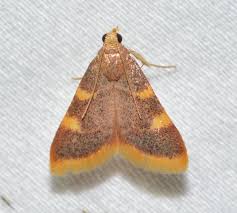 Attēlu rezultāti vaicājumam “Hypsopygia costalis”