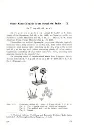 Attēlu rezultāti vaicājumam “Physarum luteolum spores”