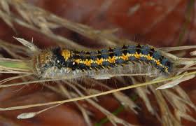 Attēlu rezultāti vaicājumam “Euthrix potatoria”