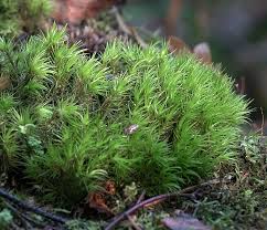 Attēlu rezultāti vaicājumam “Dicranum polysetum”