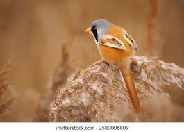 Attēlu rezultāti vaicājumam “Panurus biarmicus female”