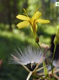Attēlu rezultāti vaicājumam “Mycelis muralis flower”