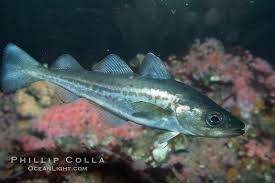 Image result for Microgadus tomcod