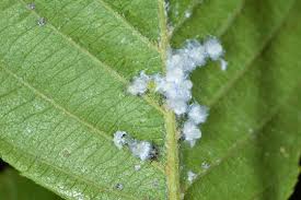 Attēlu rezultāti vaicājumam “Psylla alni”