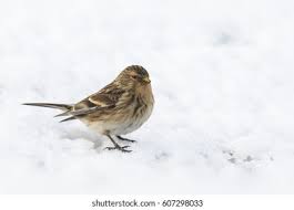 Image result for twite photo