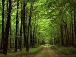 attractive photo of nature