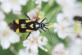 Attēlu rezultāti vaicājumam “Grypocoris sexguttatus”