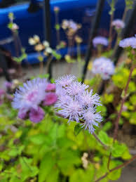 Image result for Ageratum houstonianum
