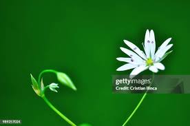 Attēlu rezultāti vaicājumam “Stellaria holostea leaf”