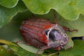 Attēlu rezultāti vaicājumam “Melolontha melolontha imago”