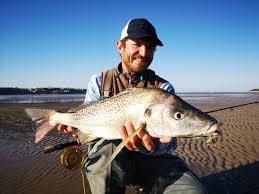 Image result for Pomadasys commersonnii