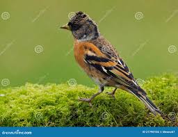 Image result for Fringilla montifringilla