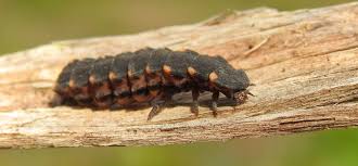 Attēlu rezultāti vaicājumam “Lampyris noctiluca larva”