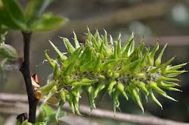 Attēlu rezultāti vaicājumam “Salix caprea”