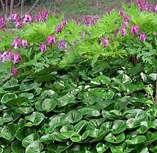 Attēlu rezultāti vaicājumam “Asarum europaeum flower”