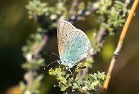 Attēlu rezultāti vaicājumam “Ochlodes sylvanus underside”