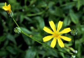 Attēlu rezultāti vaicājumam “Lapsana communis bud”