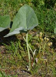 Attēlu rezultāti vaicājumam “Petasites spurius”