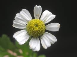 Image result for Tanacetum parthenium