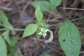 Attēlu rezultāti vaicājumam “Silene baccifera”