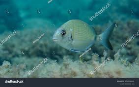 Image result for Diplodus sargus