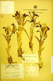 Attēlu rezultāti vaicājumam “Iris rosenbachiana flower”