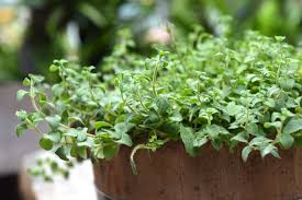 Image result for Oregano