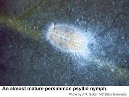 Attēlu rezultāti vaicājumam “Psylla alni nymph”