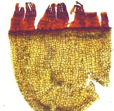 Attēlu rezultāti vaicājumam “Schistidium robustum”