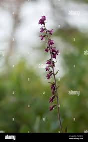 Attēlu rezultāti vaicājumam “Epipactis atrorubens”