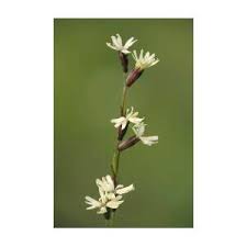 Attēlu rezultāti vaicājumam “Silene tatarica flower”