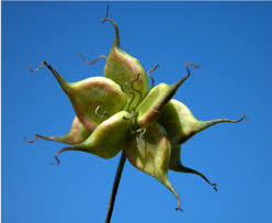 Attēlu rezultāti vaicājumam “Clematis fruit”