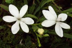 Attēlu rezultāti vaicājumam “Lophozia laxa”