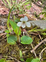 Attēlu rezultāti vaicājumam “Viola epipsila leaf”
