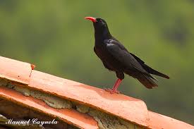 Image result for Pyrrhocorax pyrrhocorax