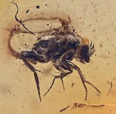 Attēlu rezultāti vaicājumam “Phoridae”