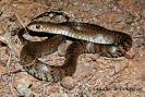 ptyas mucosus