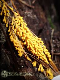 Attēlu rezultāti vaicājumam “Leocarpus fragilis var. bisporus”