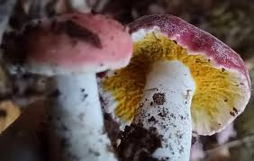 Attēlu rezultāti vaicājumam “Reticularia jurana”