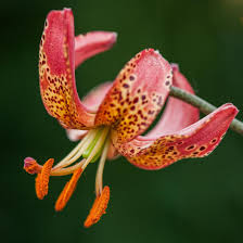Image result for Lilium martagon `Manitoba Fox`