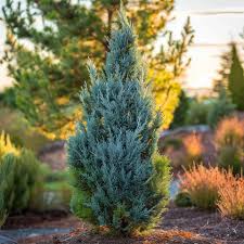 Attēlu rezultāti vaicājumam “Juniperus chinensis”