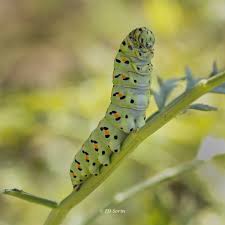 Attēlu rezultāti vaicājumam “Papilio machaon larva”