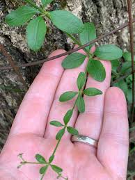 Attēlu rezultāti vaicājumam “Geocrypta galii”