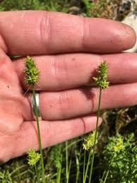 Attēlu rezultāti vaicājumam “Carex viridula fruit”