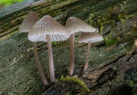 Attēlu rezultāti vaicājumam “Mycena abramsii”